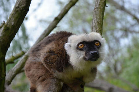 Bald lemur in ZOO Pragの写真素材