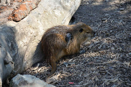 Nutria River wild animal in the ZOO Pragueの写真素材