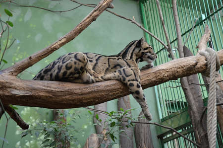 clouded Leopard in the ZOO Pragueの写真素材