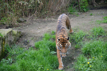 Tiger wild animal in the ZOO Prague
