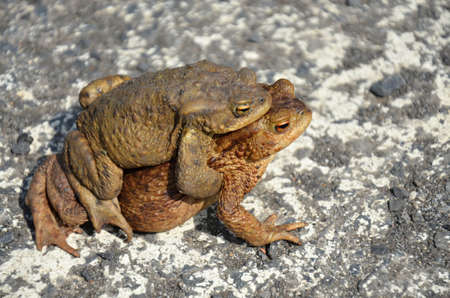 toad frog in reproduction