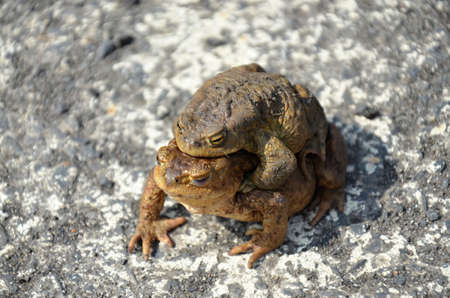 toad frog in reproductionの写真素材
