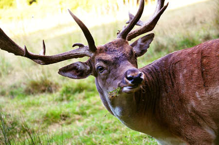 The European fallow deerの写真素材