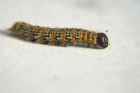 Buff-tip caterpillar の写真素材