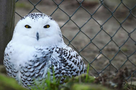 Snowy Owl Bubo scandiacus wild animalの写真素材