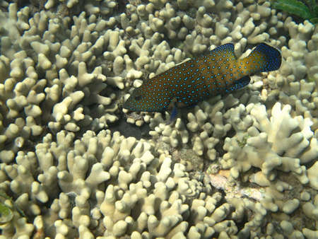 Snapper Grouper dark blue-black dots fish and hard sea corals