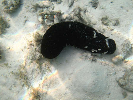 Black sea cucumber - black worm in the seaの写真素材