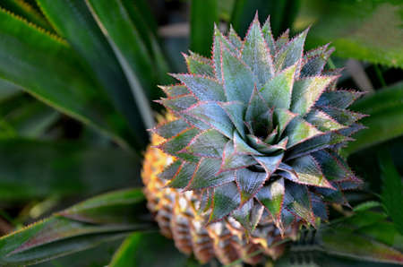 detail of fruit pineapple 