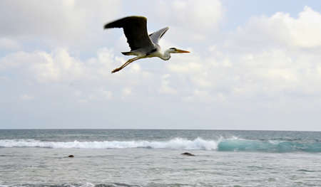 Great Blue Heron on the sea coastの写真素材