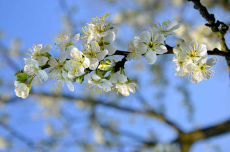 branch of The plum blossom 