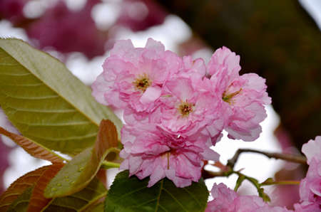 detail of flowers Sakura  in spring