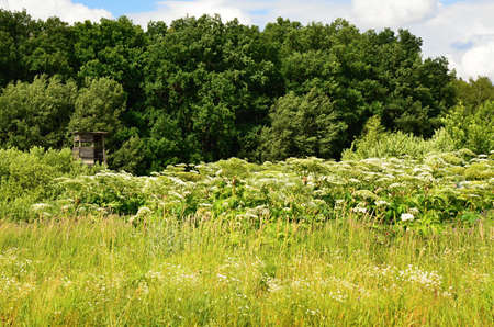 Giant hogweed-white flowers in summer on the meadowの写真素材