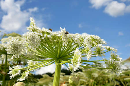 Giant hogweed- detail of herbの写真素材