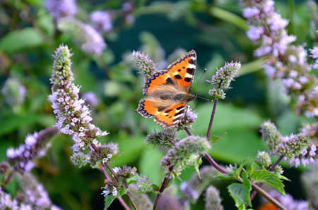 Camberwell butterfly insect with colorful wingsの写真素材