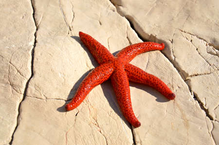 Red starfish on the white rock in Croatiaの写真素材