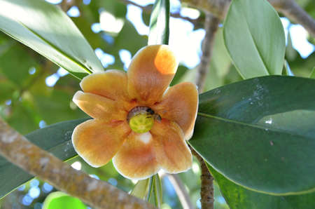 Tropical plant with blooming flowers - Cuba