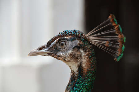 Peacock proud bird detail of headの写真素材