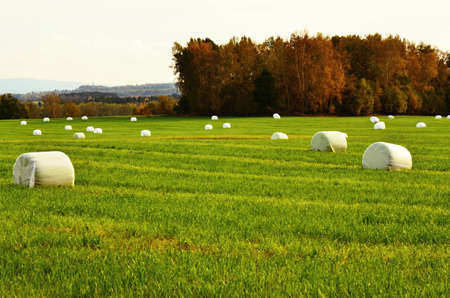 Green summer meadow with straw balesの写真素材