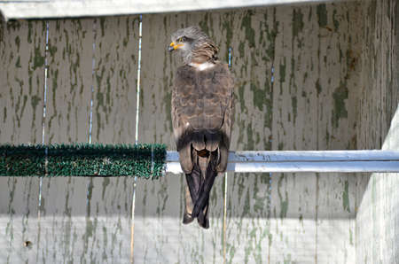 Brown  Kite in the rescue center, Milvus migransの写真素材