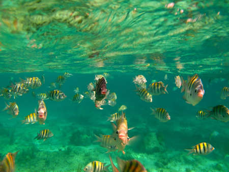 A flock of colorful fish below the surface of the sea