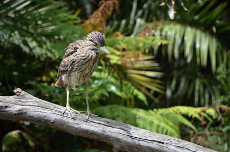 Female Night Heron, Color brown bird resting on the branch