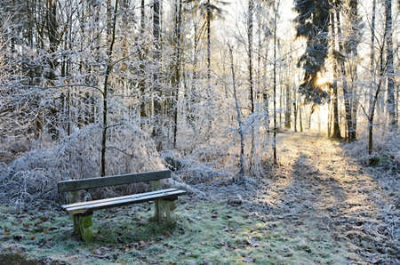 Bench overlooking the frozen forest at the springs Natalie,の写真素材