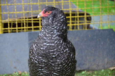 Araukana domestic  hen in the cage
