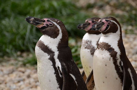 Humboldt Penguin in Captivityの写真素材
