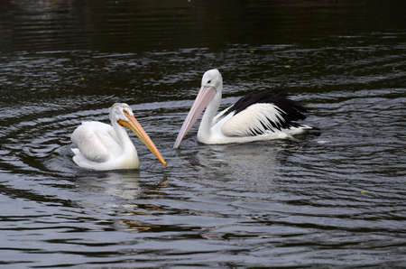 Australian Pelican in captivity at Zoo