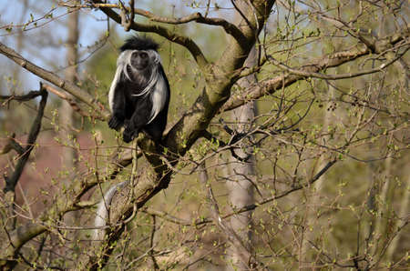 Angolan Guereza at  Zooの写真素材