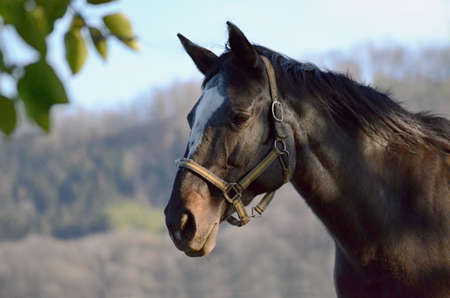 detail of Domestic Horse Headの写真素材