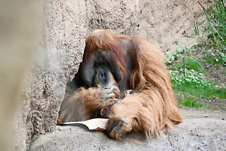 Sumatran orangutan resting in captivityの写真素材
