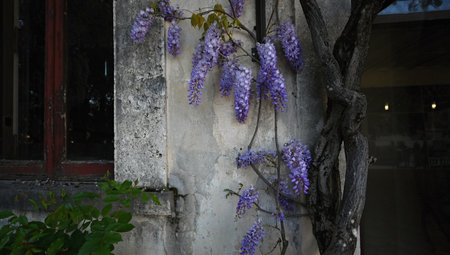 Wisteria flowers in full bloom on the wall of a buildingの写真素材