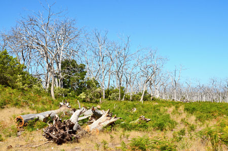 Dirt road in the Australian Outback with dead trees in the foregroundの写真素材