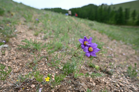 Pulsatilla patens Close-up of blooming wildflowers in the grasslands of Gorkhi-Terelj National Park in Mongoliaの写真素材