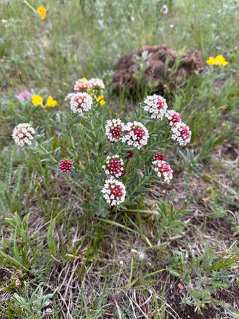 Close up of a white and red wildflower in bloom. Close-up of blooming wildflowers in the grasslands...