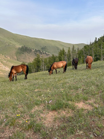 Grazing horses in Gorkhi-Terelj National Park, Mongolia,の写真素材