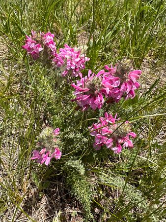 Pink flowers in the meadow. Close-up of blooming wildflowers in the grasslands of Gorkhi-Terelj National Park in Mongoliaの写真素材