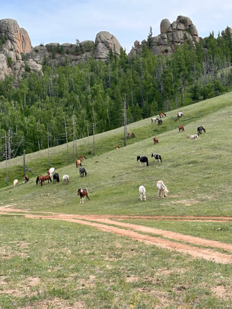 Herd of horses grazing on the hillside in Gorkhi-Terelj National Park, Mongolia,の写真素材
