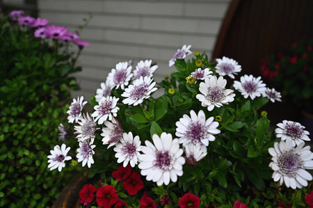 Beautiful white daisy flowers in the garden.の写真素材