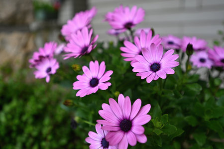 Purple daisies on a flowerbed in the garden.の写真素材