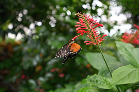 Butterfly on red flower in the garden, nature background.