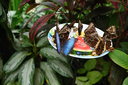 Butterflies on a plate with watermelon and pineapple in the garden