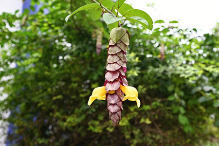 Detail of a flower blooming detail of a shrimp plant or hop plantの写真素材