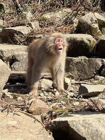 Japanese macaque (Macaca fuscata), also known as the snow monkey.