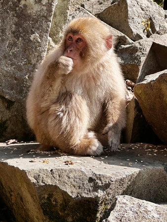 Japanese macaque (Macaca fuscata) sitting on the rockの写真素材