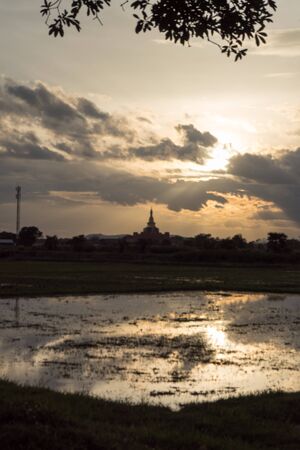 rice field in Sukhothai in thailand in sunsetの写真素材