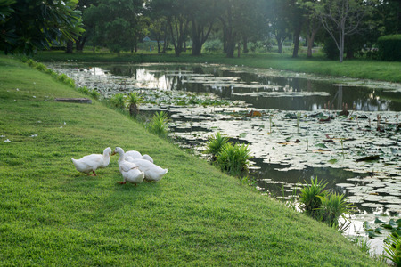 Goose on a canal with water liliesの写真素材