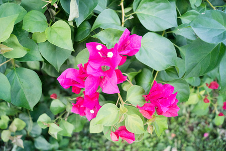 pink blossom in the nature