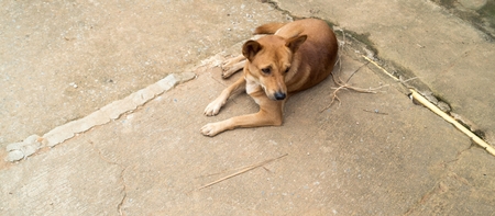 dog in a  Akha mountain villageの写真素材